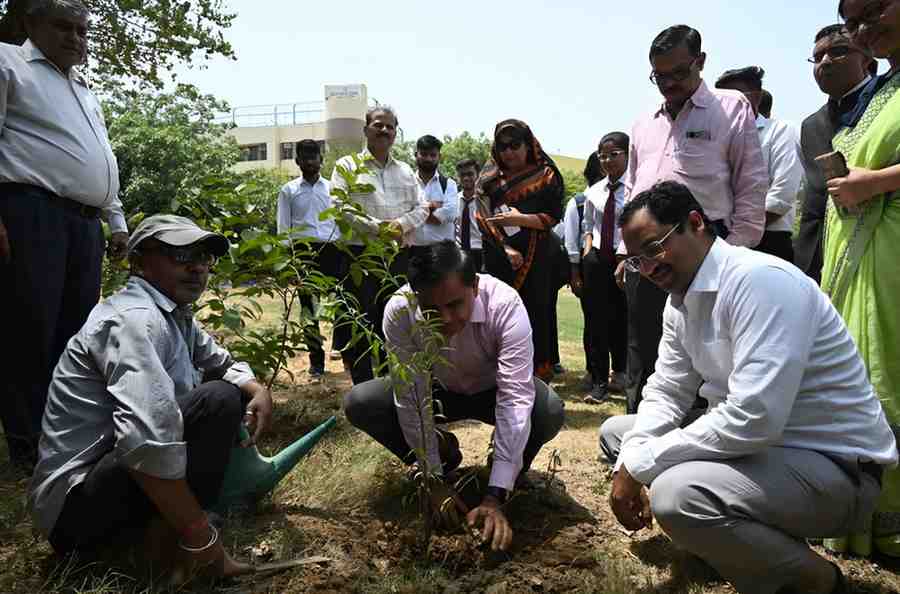 Tree Plantation
